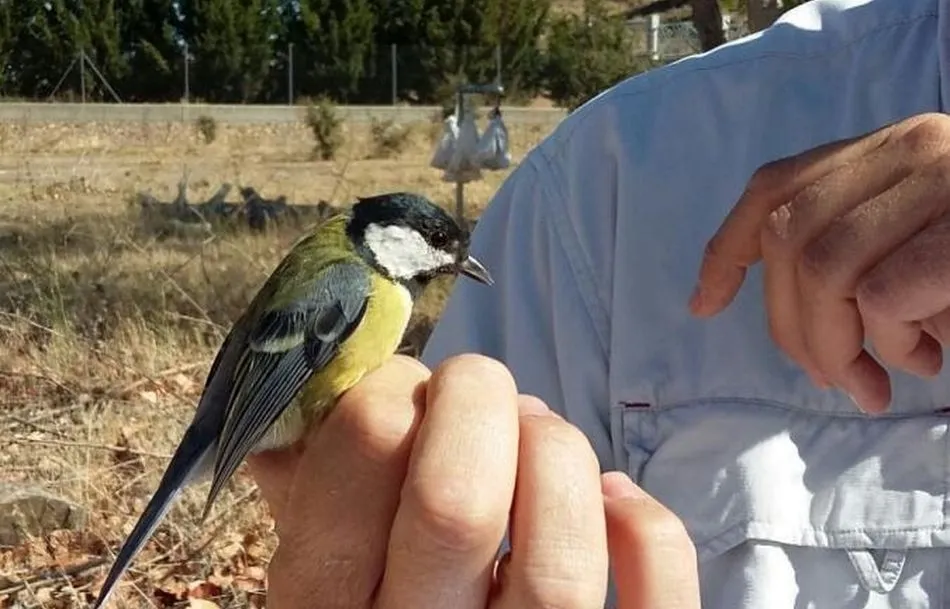 El 22 de septiembre habrá una actividad de anillamiento de aves