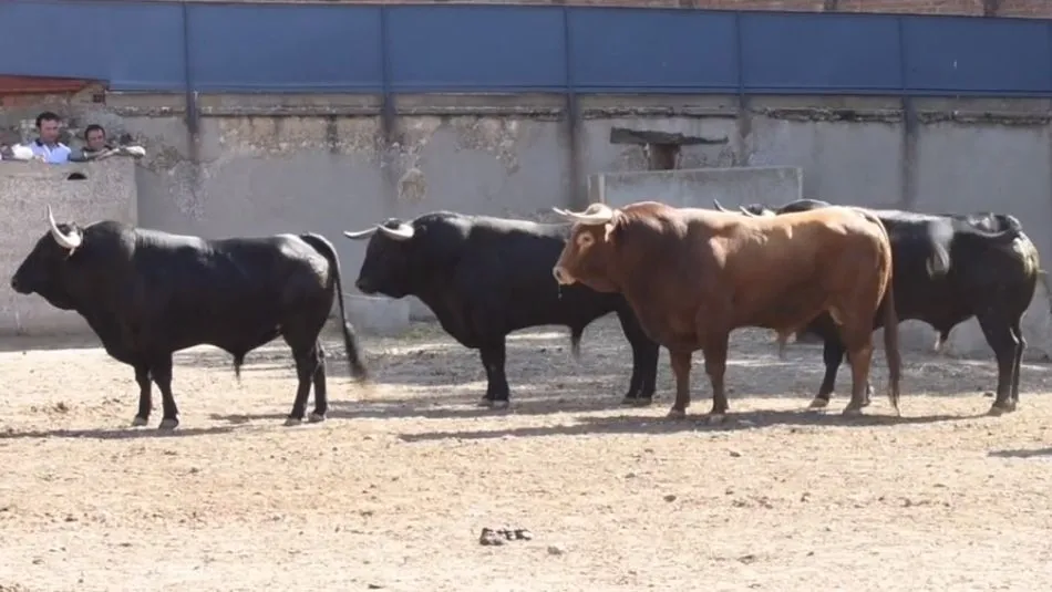 Sorteados los de Vellosino para Morante, Manzanares y Del Álamo