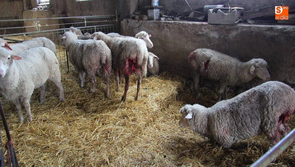 El incremento de las poblaciones de lobo se convierte en constantes ataques a la ganadería.