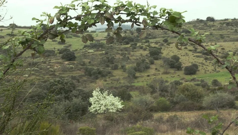 El abandono del campo durante décadas ha tenido como consecuencia la ocupación del campo por los matorrales