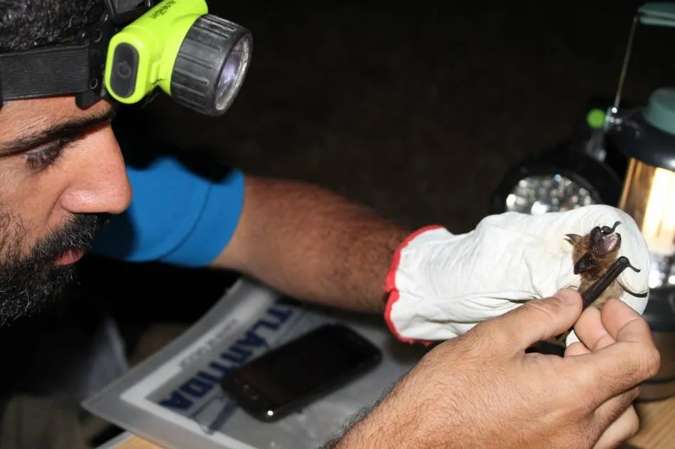 Un biólogo examina un ejemplar de quiróptero en una edición anterior del taller de Santibañez de la Sierra