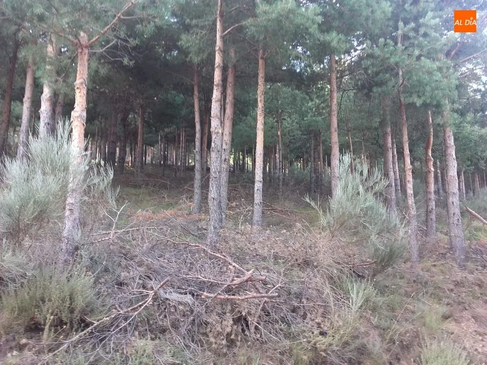 Imágenes tomadas por los denunciantes en las que se observa la gran cantidad de restos de poda y desbroce