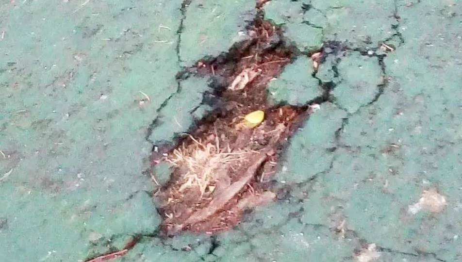 El PSOE afirma que la red de carril bici se encuentra abandonada a su suerte por una falta total de mantenimiento y presenta socavones