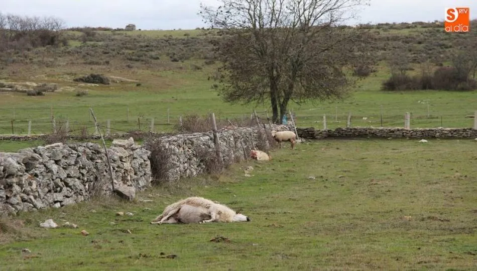 La Junta podría dar respuesta a los ganaderos que reivindican medidas ante los ataques de lobos