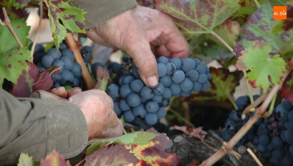 San Miguel de vendimias  