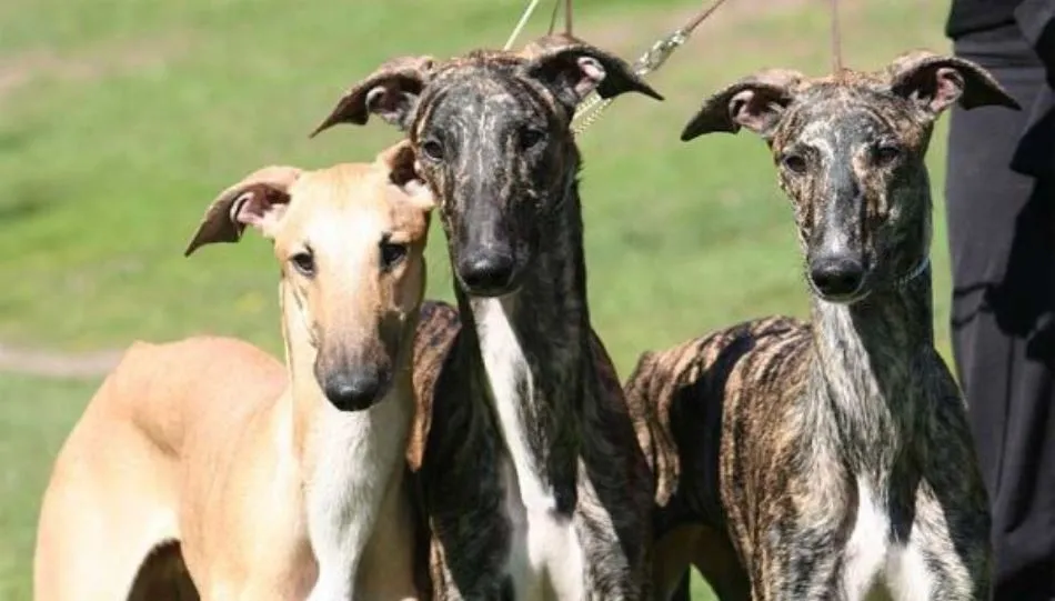 La Plataforma NAC lucha contra la caza en todas sus modalidades y tiene como objetivo inmediato acabar con la caza con galgos y otras razas