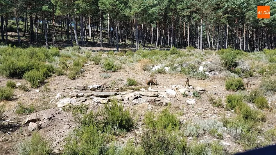 Ejemplares en el Centro del Lobo Ibérico de Robledo, en la Sierra de la Culebra, Zamora