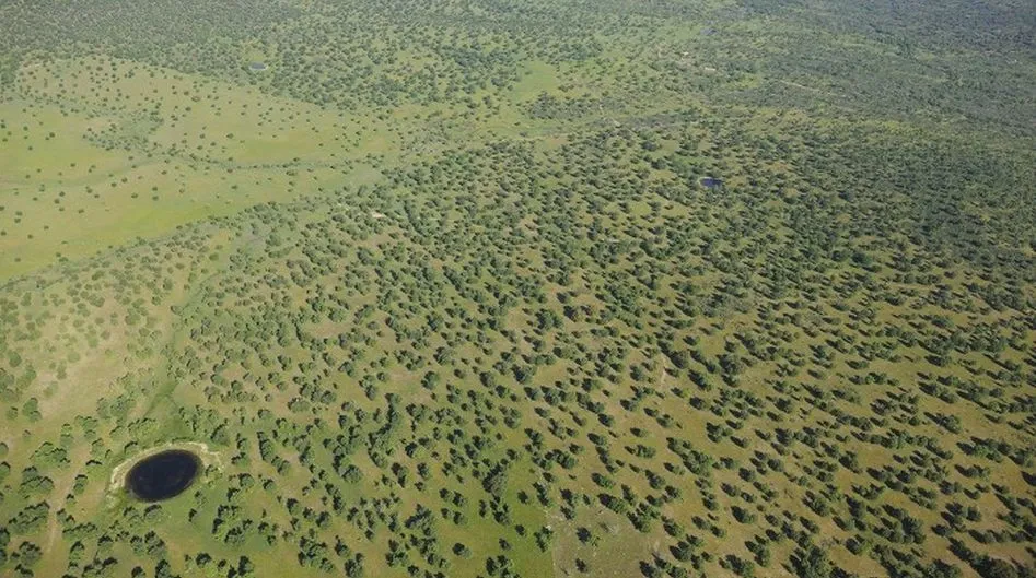 La Fundación lleva a cabo actuaciones para mejorar los hábitats de dehesa