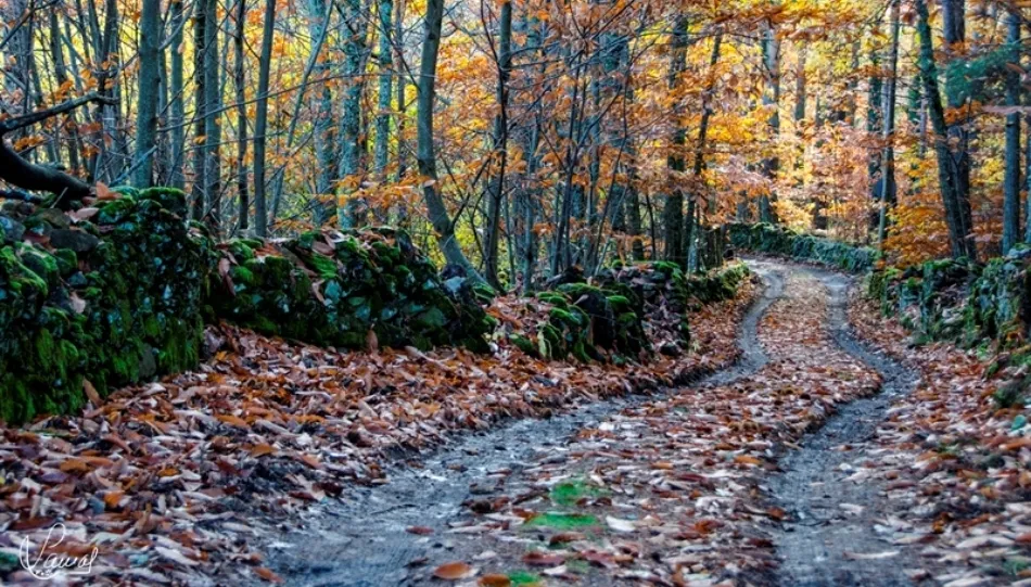 Magia entre árboles