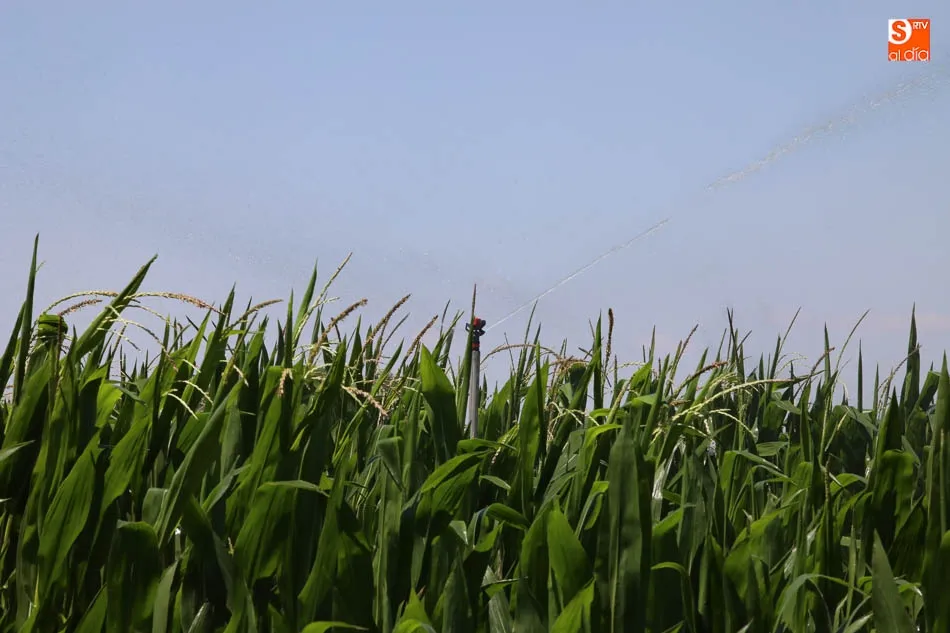Parcela de maíz en la provincia. Foto: Alberto Martín
