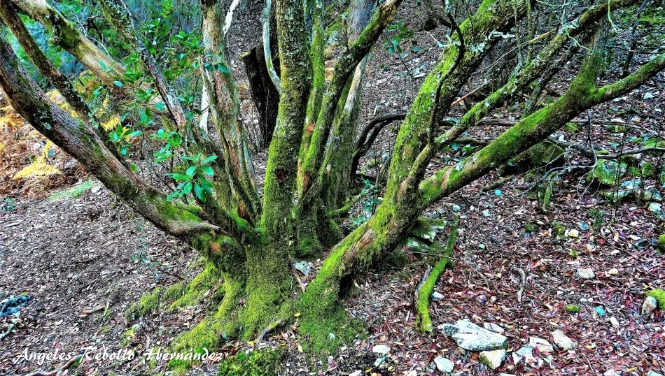 En direcciones cardinales