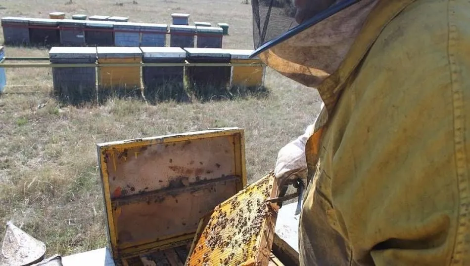 El sector apícola ha perdido esta campaña un 50% de la producción de miel