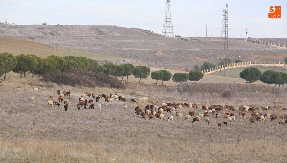 Los productores de ovino saldrán de nuevo a la calle el día 30. Foto: Alberto Martín