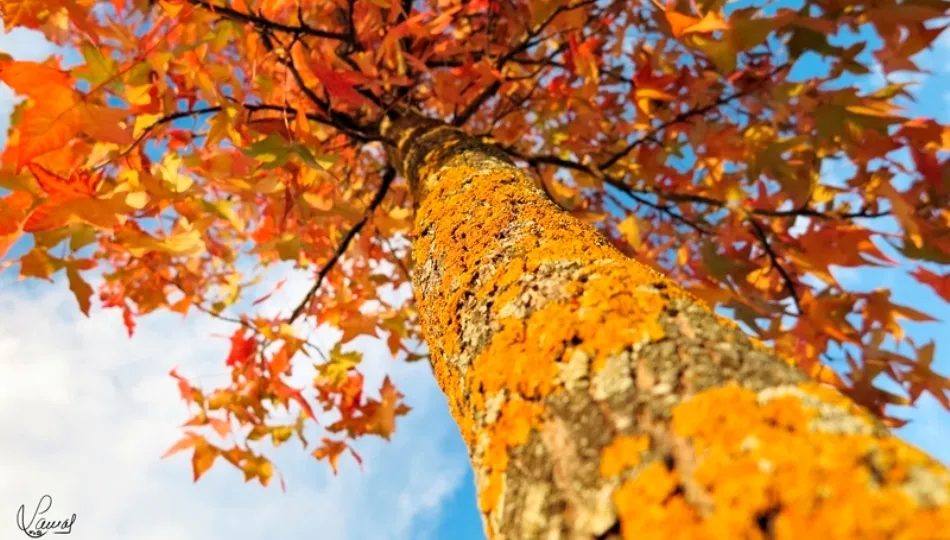 Todo cambia y nada permanece