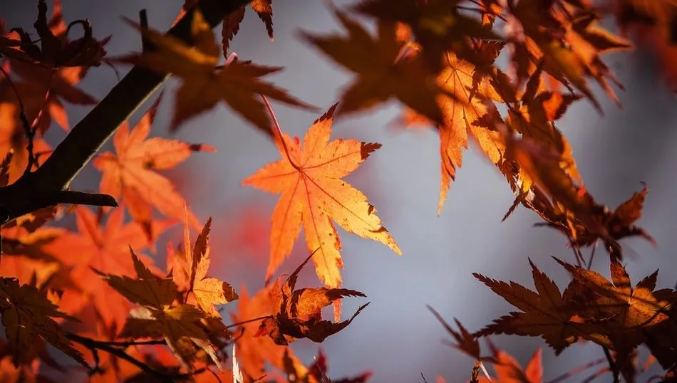Ritos y símbolos otoñales