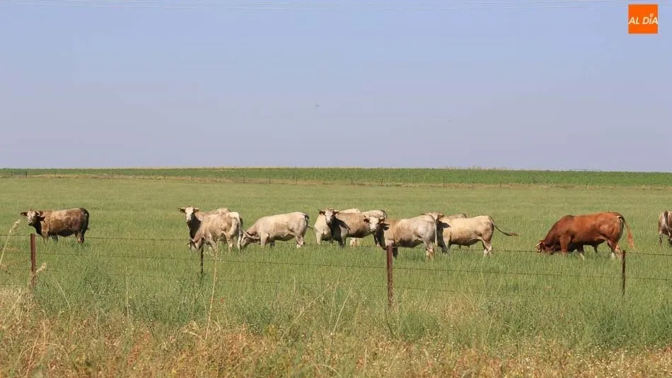 El Ministerio destaca la importancia del vacuno de carne. Foto: Alberto Martín