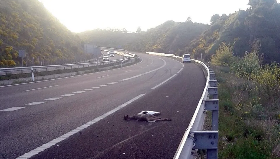 En las zonas Reserva de Caza la responsabilidad de los daños por accidentes de piezas caza puede recaer en la Administración