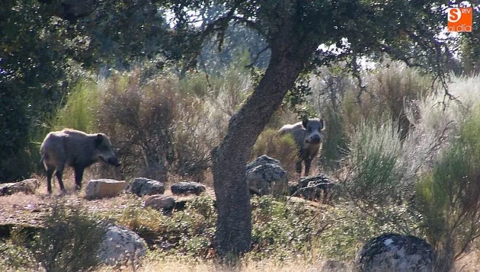 La PPA aumenta en algunos países del este de Europa, con positivos en jabalíes y cerdos