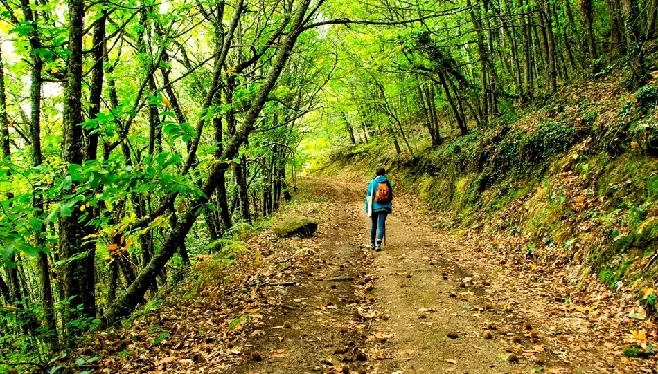 El placer de la fronda