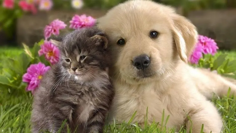 En El Corte Inglés de Salamanca, dichas donaciones podrán realizarse en el espacio habilitado a tal fin en el departamento de Mascotas