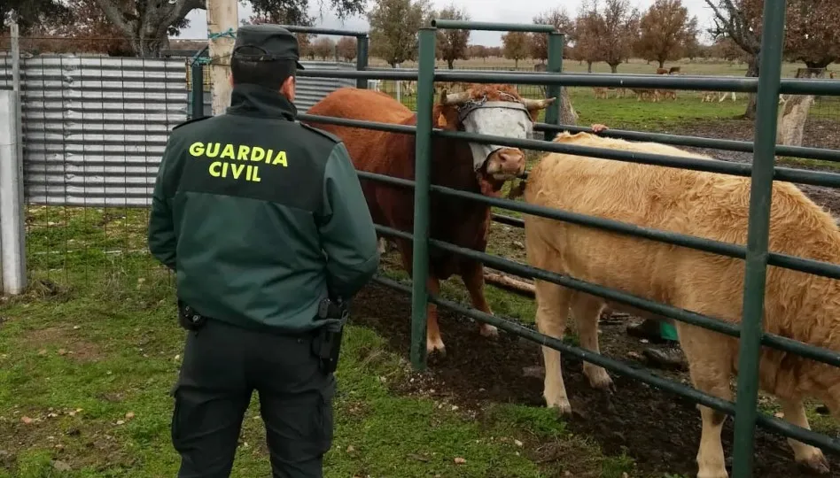 Imagen facilitad por la Guardia Civil con los animales maltratados en esta finca