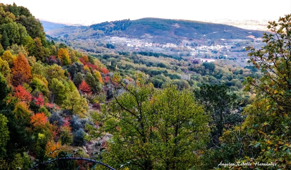 Policromías de los bosques