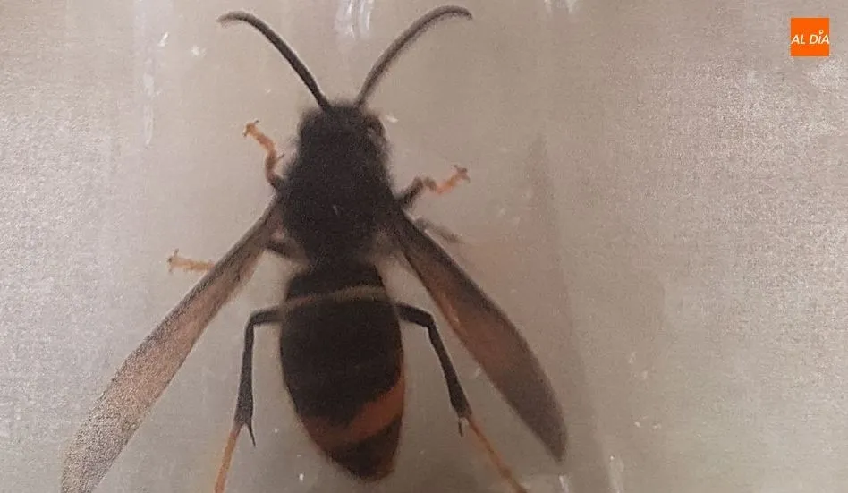 Ejemplar de avispa asiática capturado recientemente entre Salamanca y Cáceres