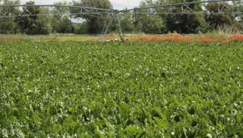 Azucarera recortará seis euros por tonelada el precio que pagará a los remolacheros