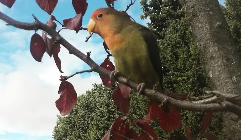 El agaporni desaparecido tiene tres meses