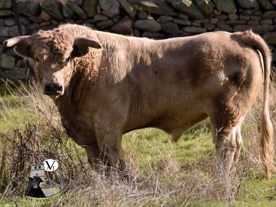 Caramelo, utrero de Valdelfores y que saltará a las calles de Vitigudino el 15 de junio del año próximo