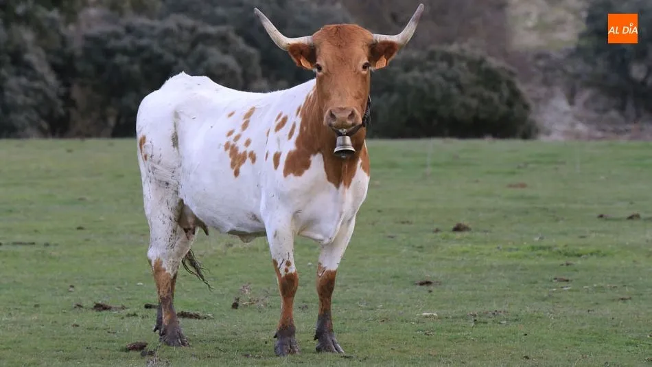  Siete provincias españolas ya están declaradas como libres de brucelosis bovina. Foto: Alberto Martín