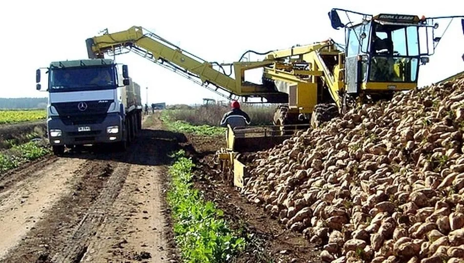 ASAJA no comparte los motivos que argumenta Azucarera para recortar el precio de la remolacha