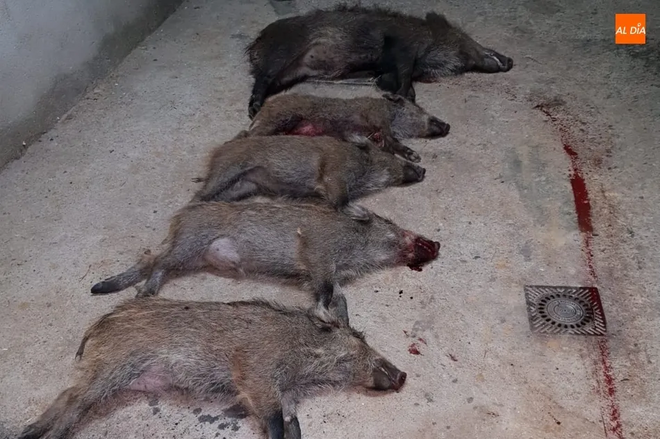 Una manada de jabalíes causa destrozos a un coche en la carretera de la presa de Almendra  