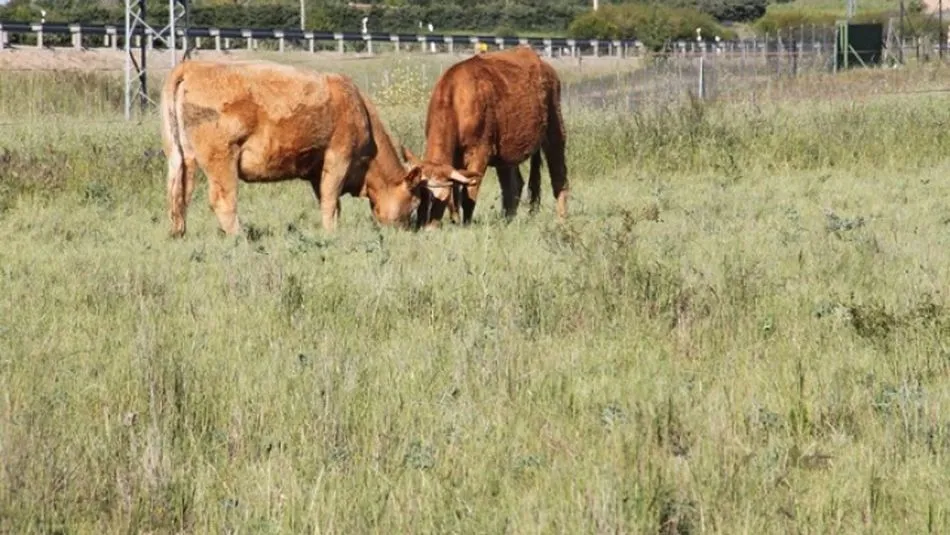 La investigación ha permitido identificar variedades de semillas capaces de germinar en condiciones de estrés