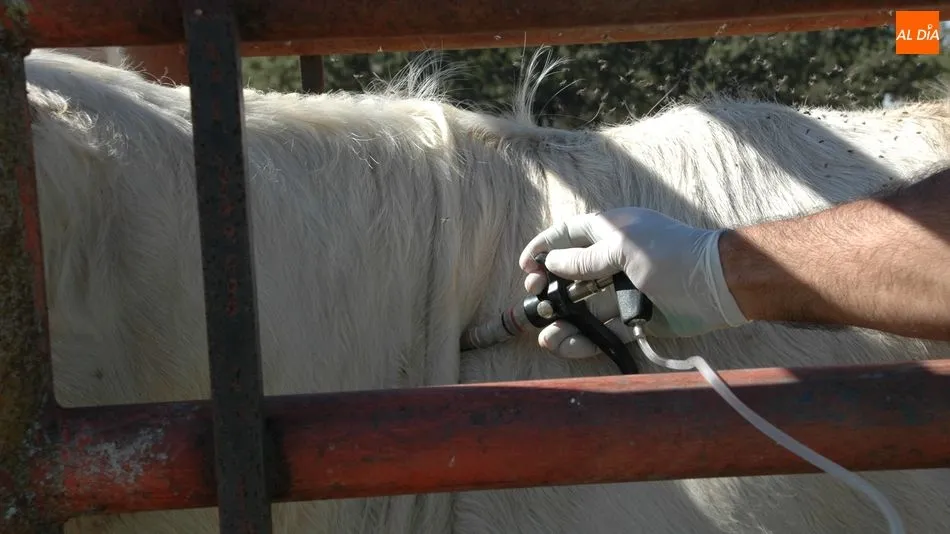 Nueva jornada de ASAJA en Vitigudino, donde se tratará el saneamiento del vacuno entre otros temas  / Archivo
