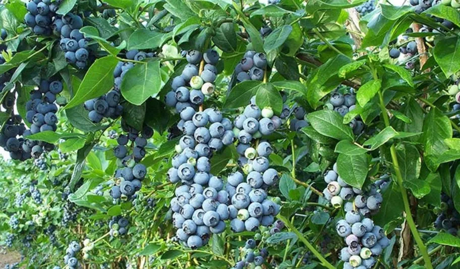Parcela cultivada de arándanos. Foto: agriculturers.com