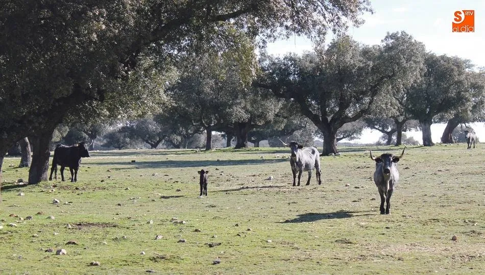 Ejemplares de la raza morucha