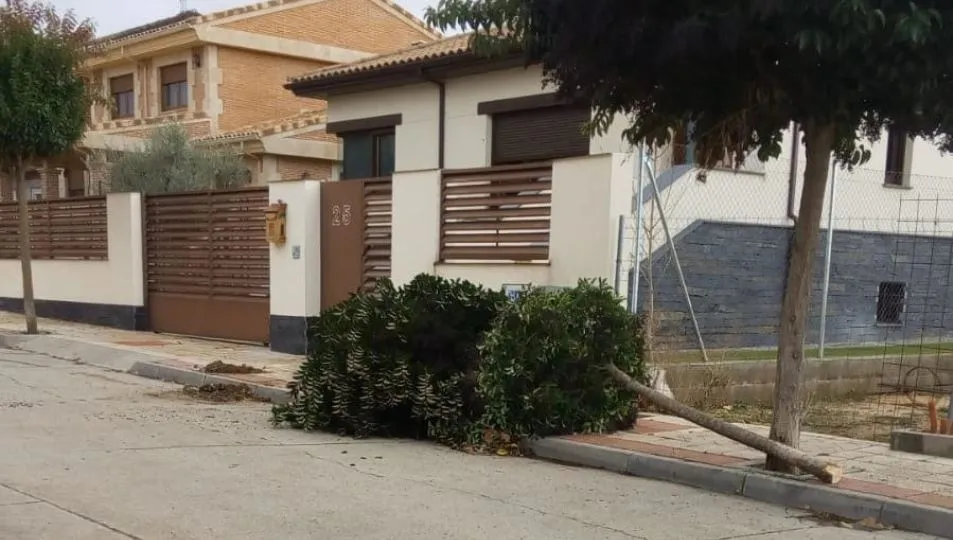 Uno de los árboles cortados en Cabrerizos