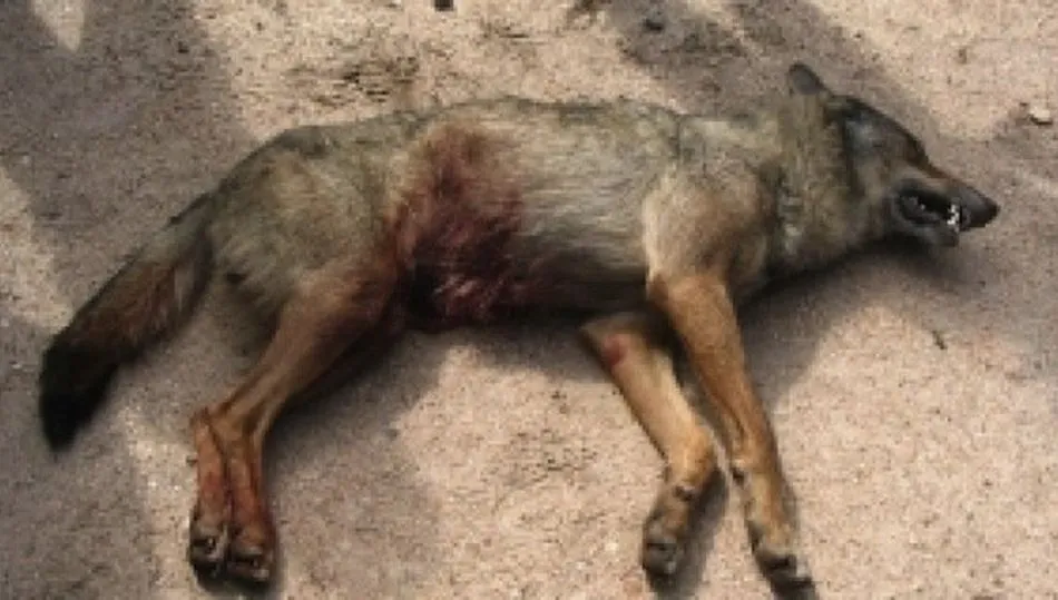 Ejemplar de lobo ibérico abatido en Valdelosa