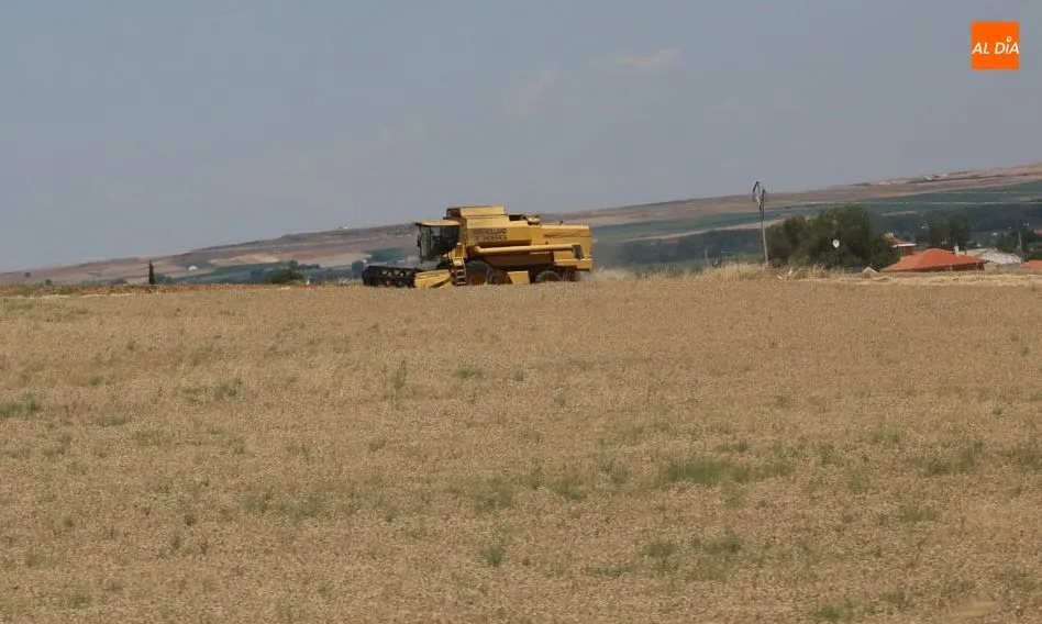 Buena producción de cereales a la que no han acompañado los precios. Foto: Alberto Martín