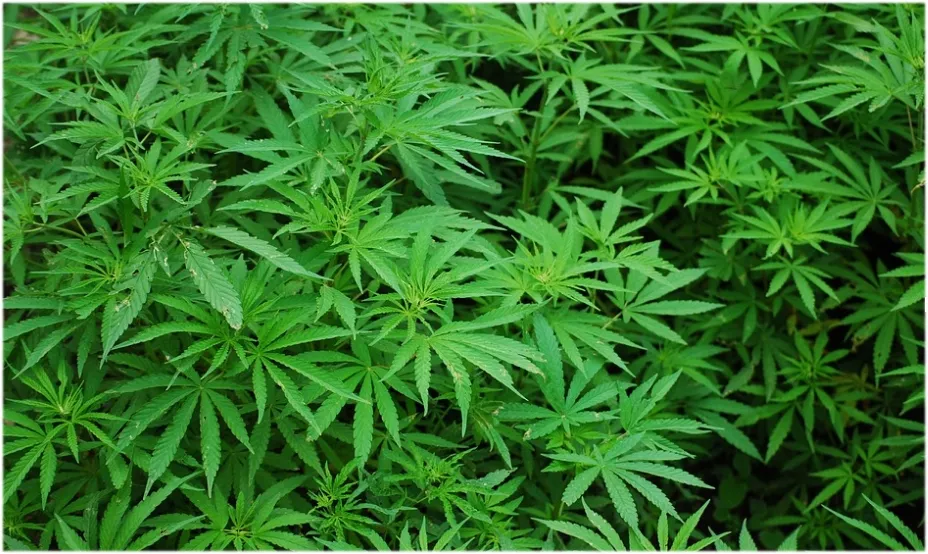 La tecnología LEC, el futuro de la iluminación para cultivos