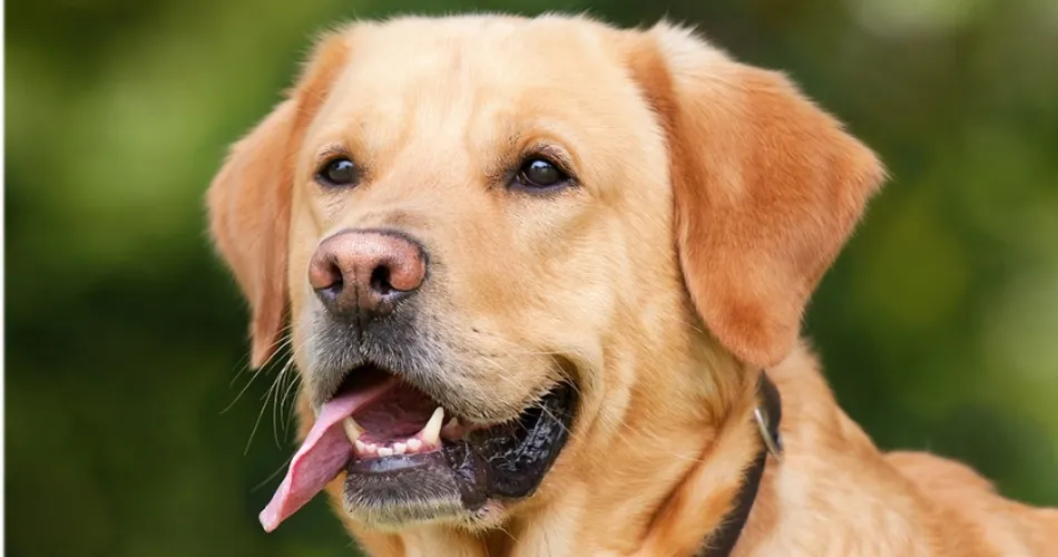 Claves para conseguir que tu perro adelgace  