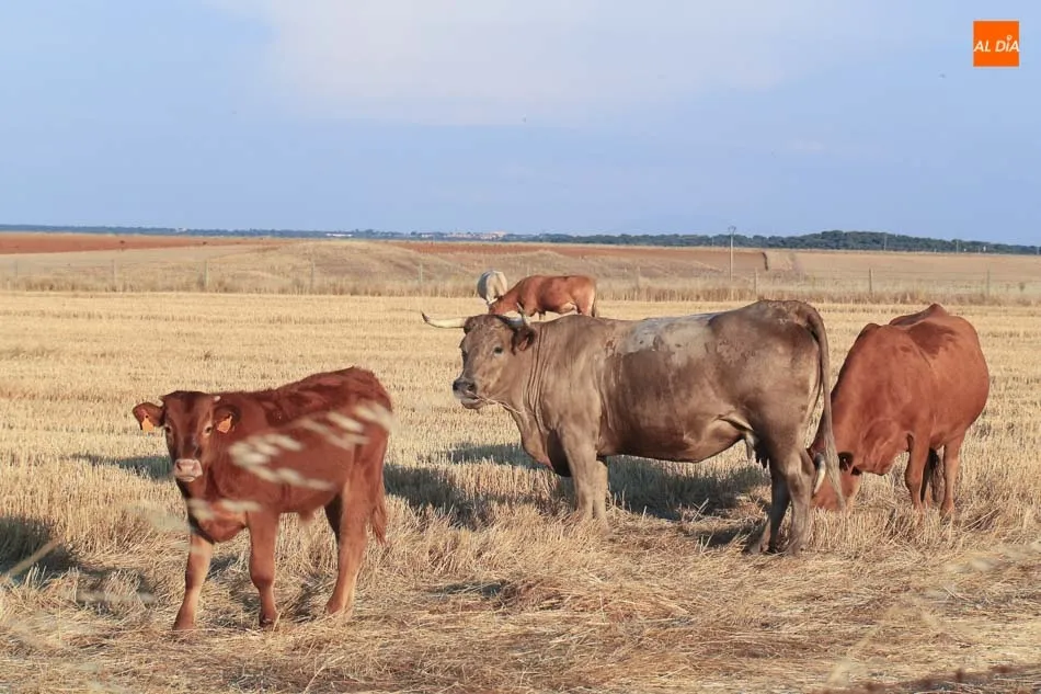 El objetivo es evitar la asistencia diaria del ganadero a la explotación. Foto: Alberto Martín