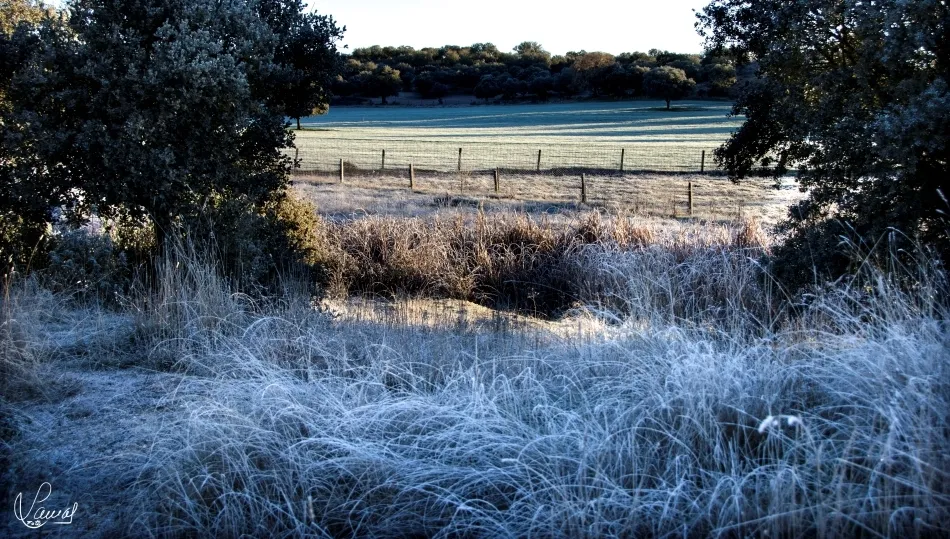 Gélido amanecer