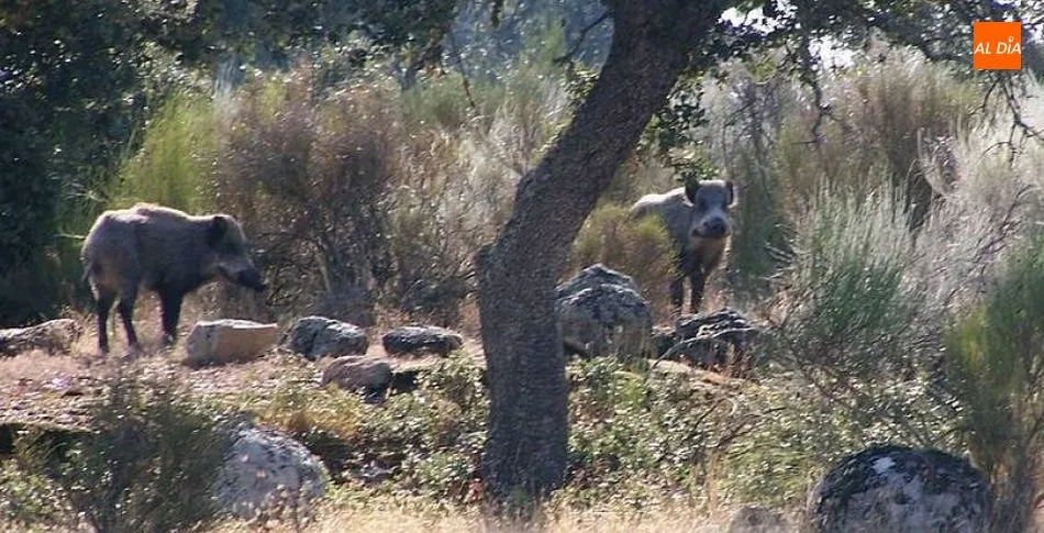 Los jabalíes, principal transmisor de la enfermedad