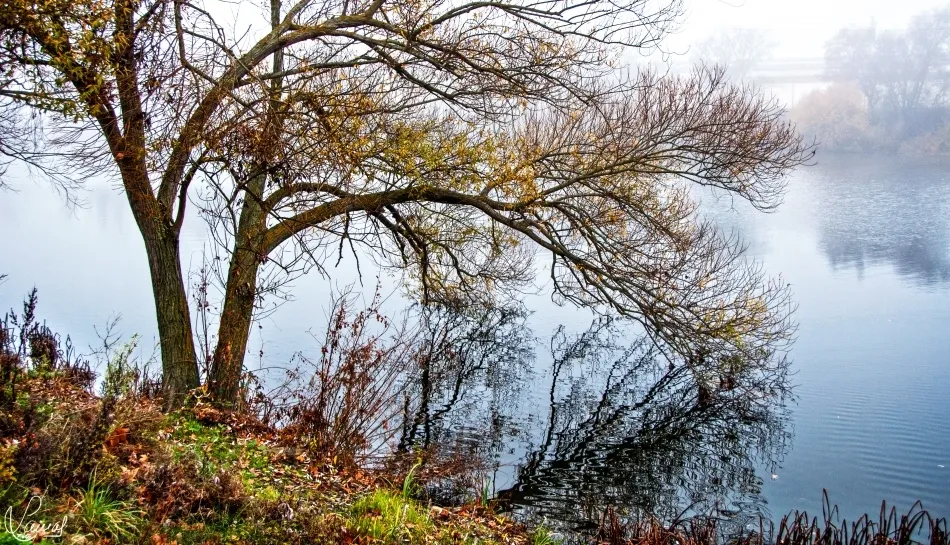 El encanto de la neblina