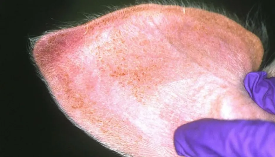 Enrojecimiento de pabellón auricular, uno de los síntomas de PPA