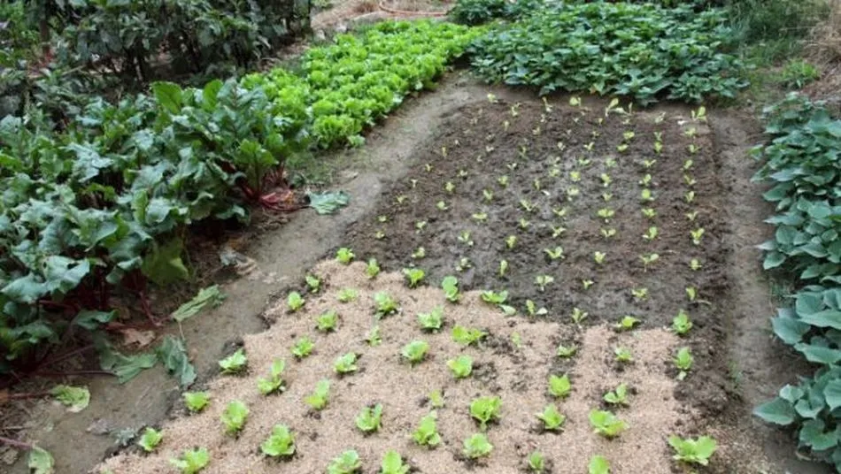 Huerto con lechugas plantadas. Foto: Hogarmanía