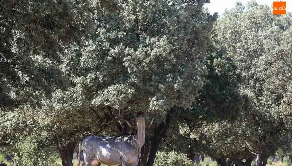 Drones con sensores podrán detectar cambios en el arbolado. Foto: Alberto Martín