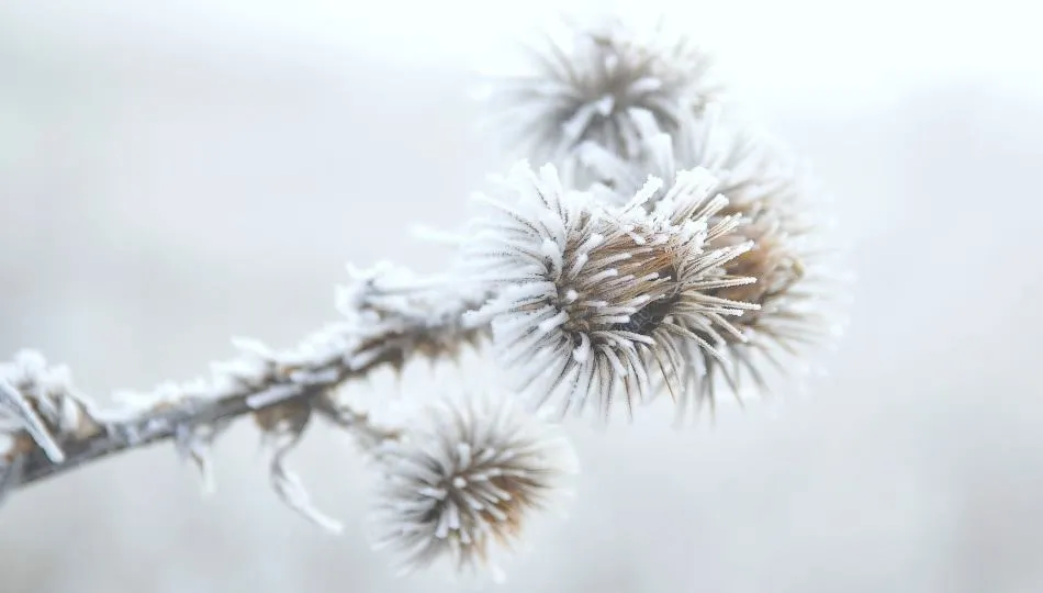 Cencellada hechizante